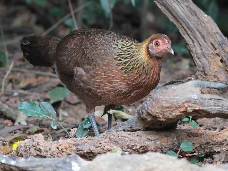 Samička gallus gallus